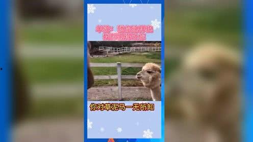 娱乐吃瓜用的音乐,跟随娱乐吃瓜节奏,畅享视听盛宴