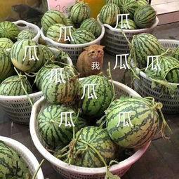 娱乐随拍吃瓜,随拍吃瓜,揭秘明星生活点滴